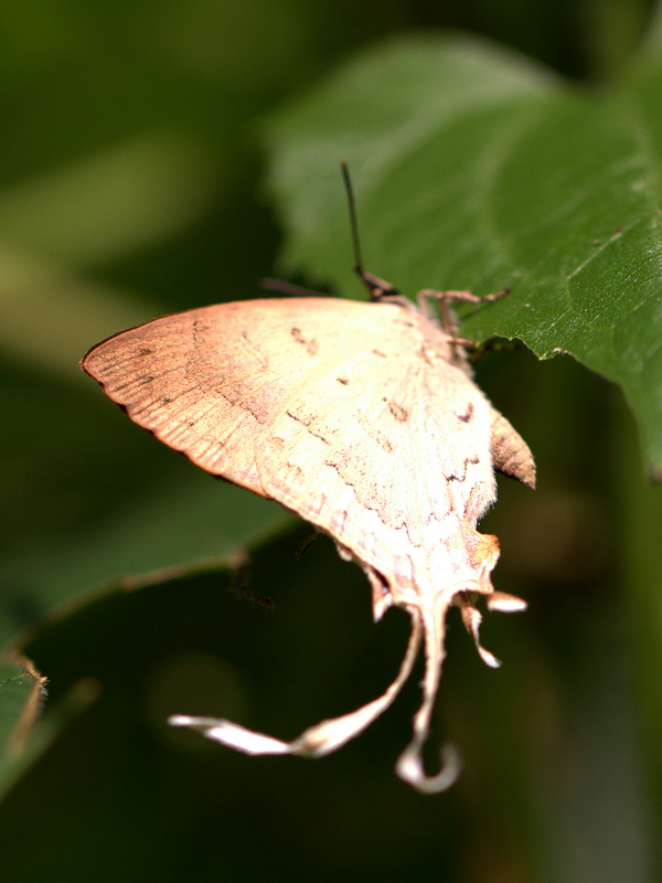 Butterflies